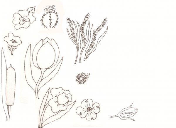 Creation of Flower Drawing Lessons: Step 28