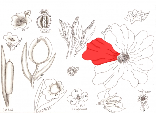 Creation of Flower Drawing Lessons: Step 35