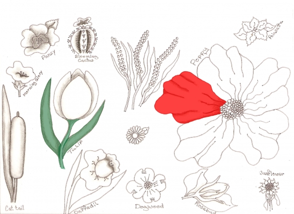 Creation of Flower Drawing Lessons: Step 36