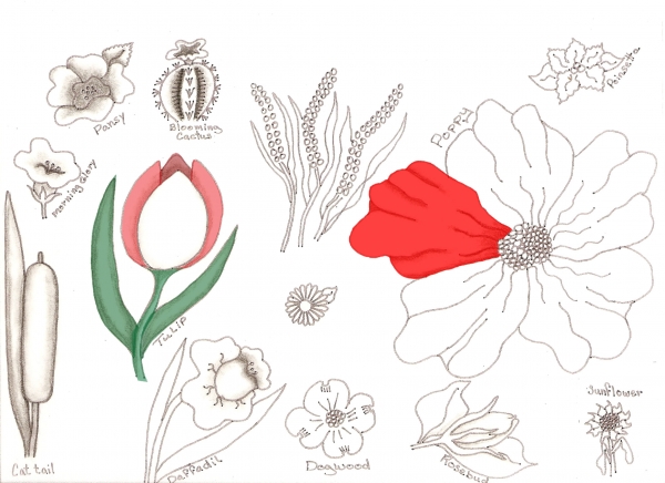 Creation of Flower Drawing Lessons: Step 38