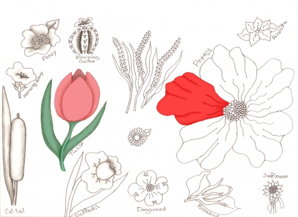 Creation of Flower Drawing Lessons: Step 39