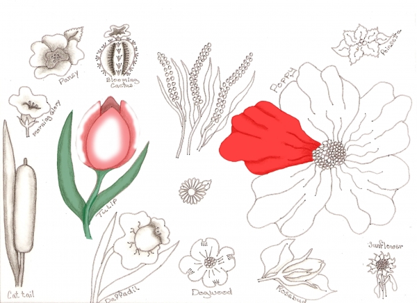 Creation of Flower Drawing Lessons: Step 40