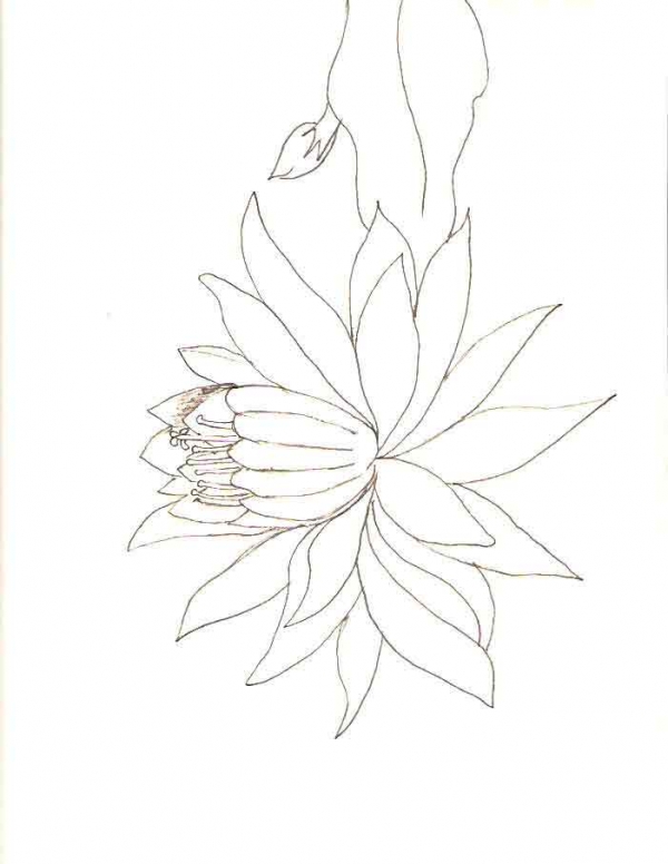 Creation of Blooming "Epiphyllum": Step 2