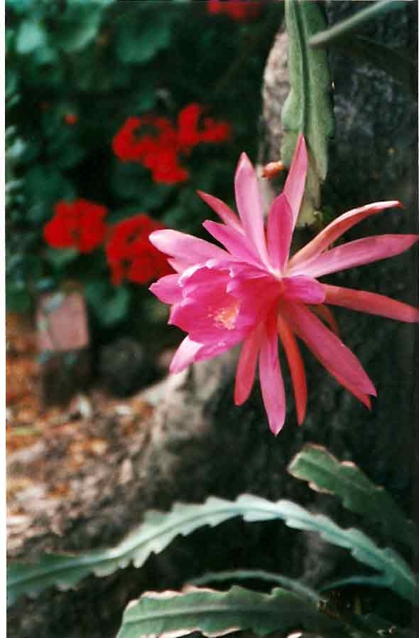 Creation of Blooming "Epiphyllum": Step 1