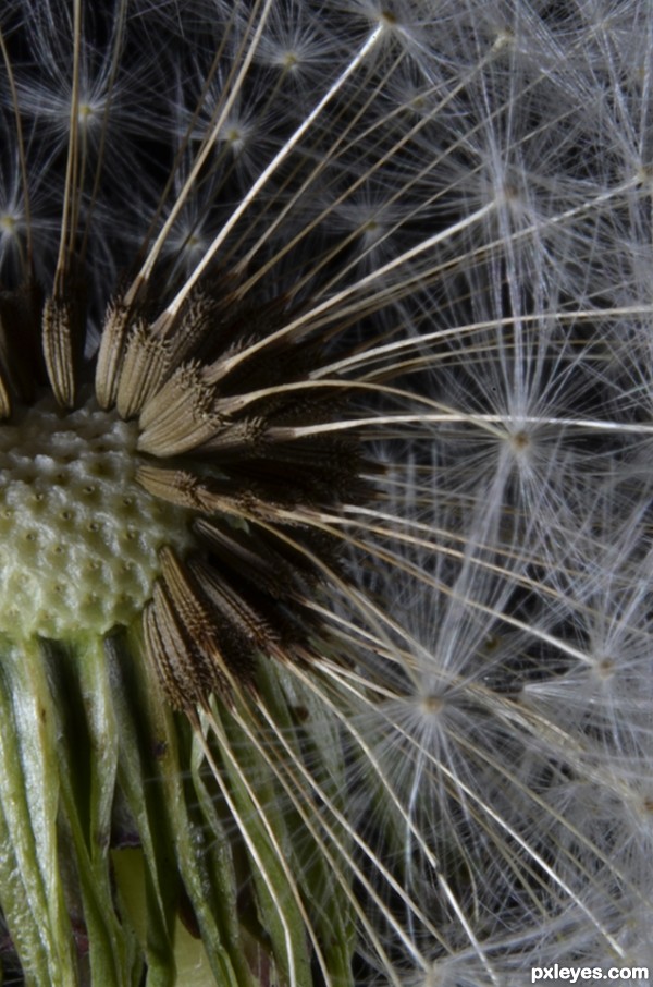 Creation of Dandelion  Seeds: Step 2