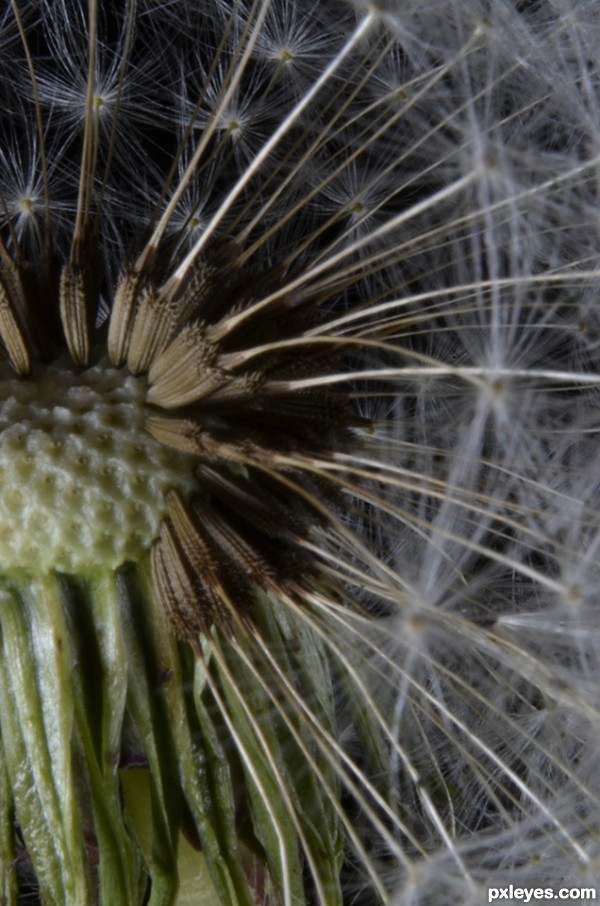 Creation of Dandelion  Seeds: Step 3