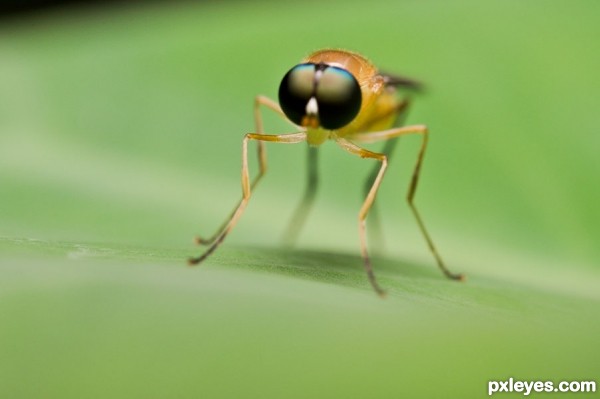 Creation of Stilt Winged Fly: Step 1