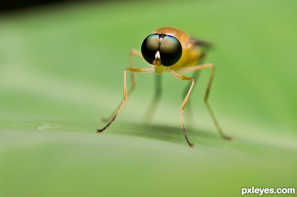 Creation of Stilt Winged Fly: Step 2