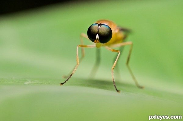 Creation of Stilt Winged Fly: Step 3