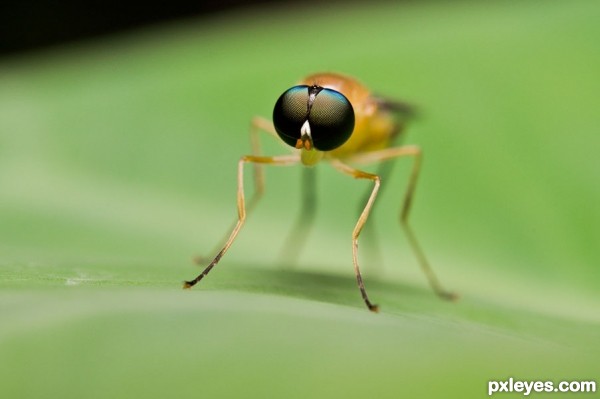 Creation of Stilt Winged Fly: Step 4