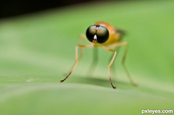 Creation of Stilt Winged Fly: Step 5