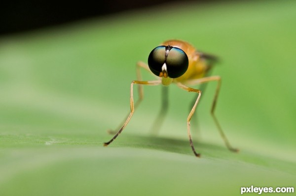 Creation of Stilt Winged Fly: Step 6