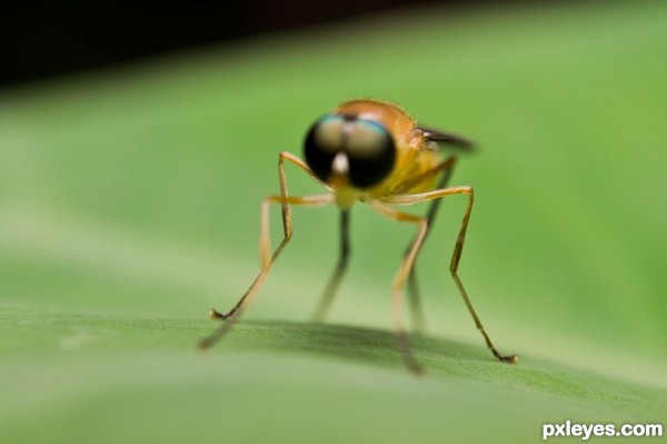 Creation of Stilt Winged Fly: Step 7