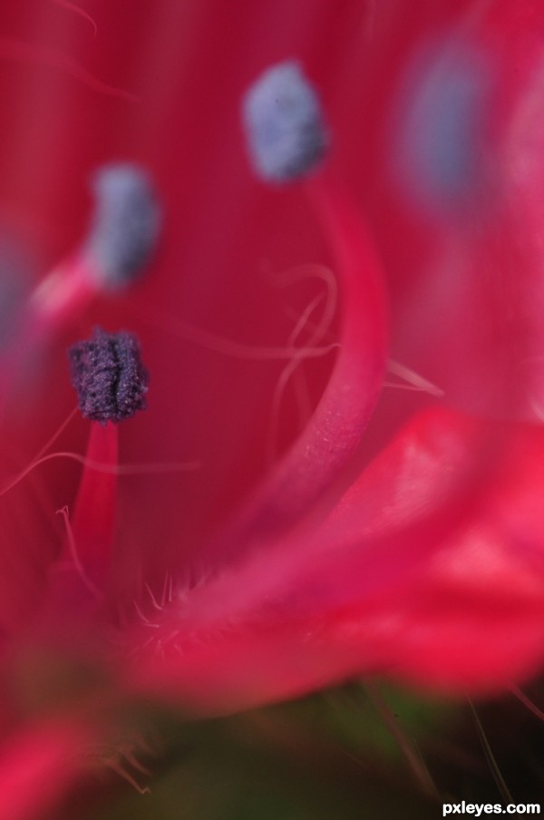 Creation of Echium plantagineum flower: Step 4