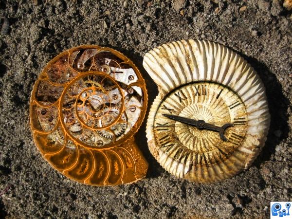 Fossil Timepiece