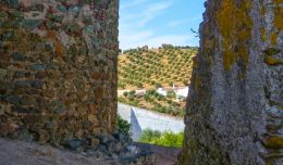 Olive grove through the old walls