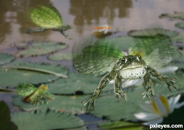 And-If-Frogs-Had-Wings-4d624de292127.jpg