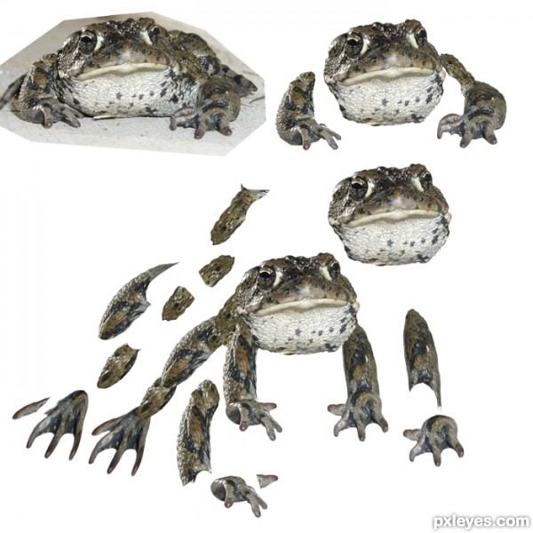 Creation of And If Frogs Had Wings: Step 1