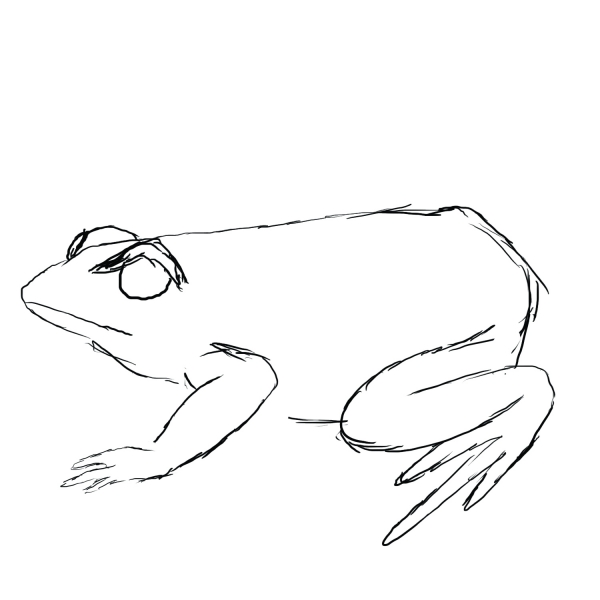 Creation of Tiny frog: Step 1