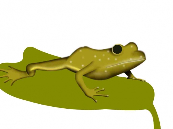 Creation of Cute frog: Step 4