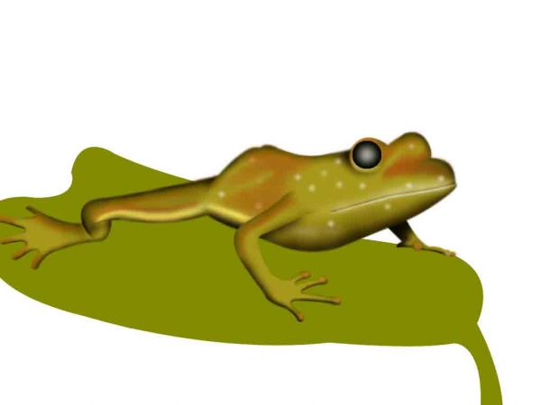 Creation of Cute frog: Step 5