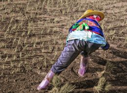 Rice Planting Asana