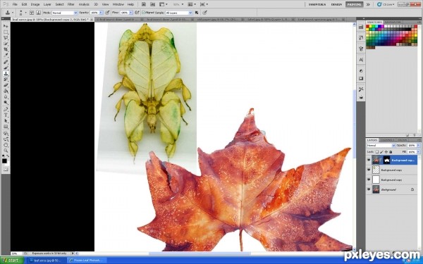 Creation of Leaf Insect: Step 1