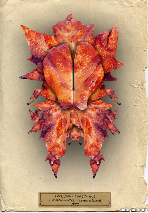 Creation of Leaf Insect: Step 3