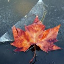 frozen leaf source image