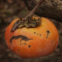 Persimmon