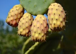 Prickly Pear