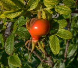 Rosa rugosa