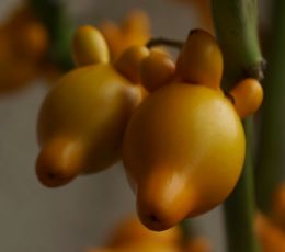 Gourd Fruit