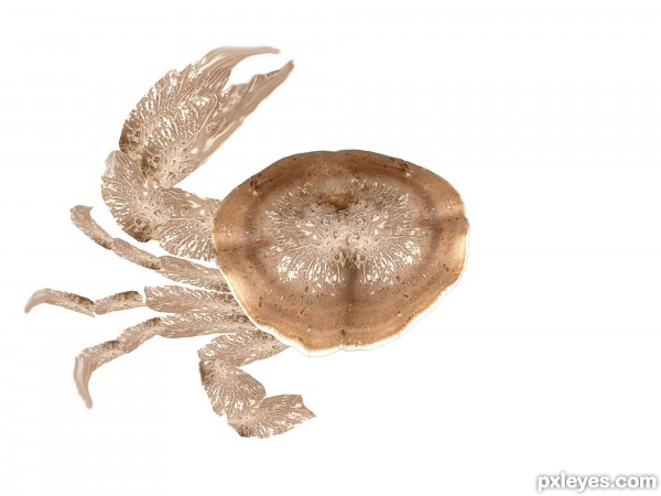 Creation of Crab affected by fungus!!: Step 8