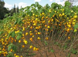 Garden of Gourds