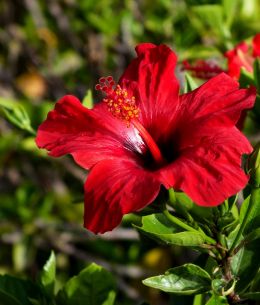 Hibiscus