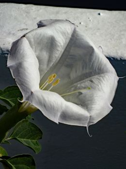 White flower