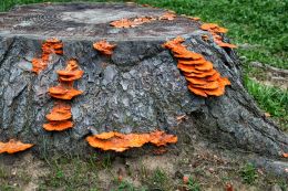 Orange fungi