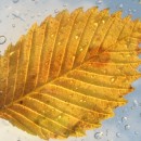 golden leaf source image