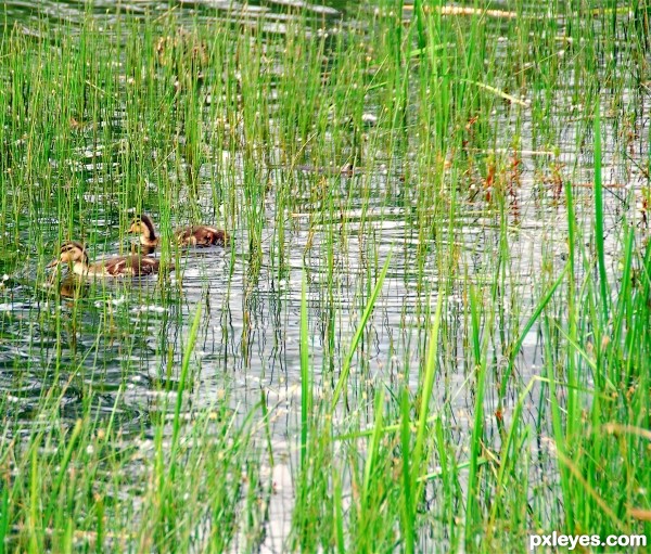 Pond Grass