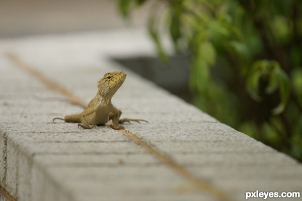 Creation of Street Wildlife: Step 1