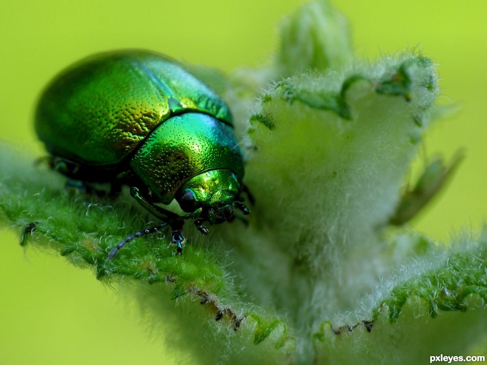 Green Mint Beetle