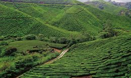 Tea Plantation