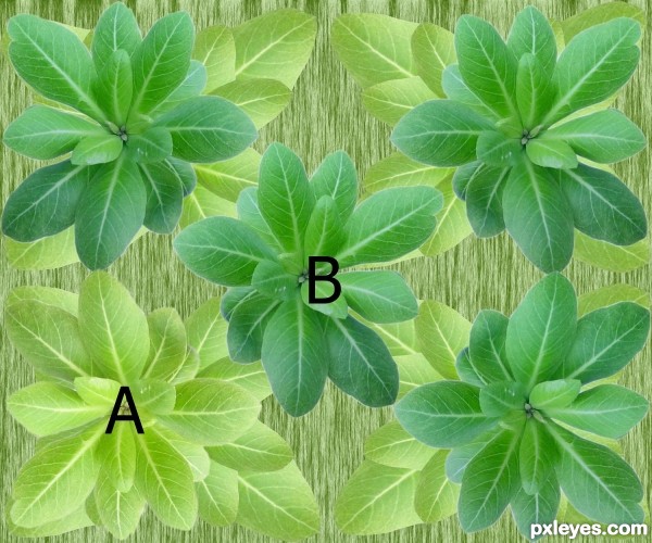 Creation of leaves puzzle: Step 3