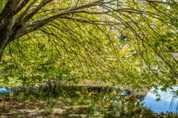 Green leaves over pond