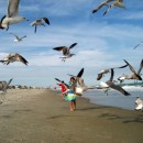 gulls attack source image