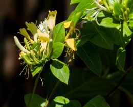 Honeysuckle