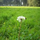 hawkbit source image