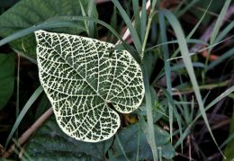 Variegated leaf