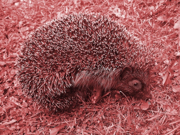 Creation of European Hedgehog: Step 1